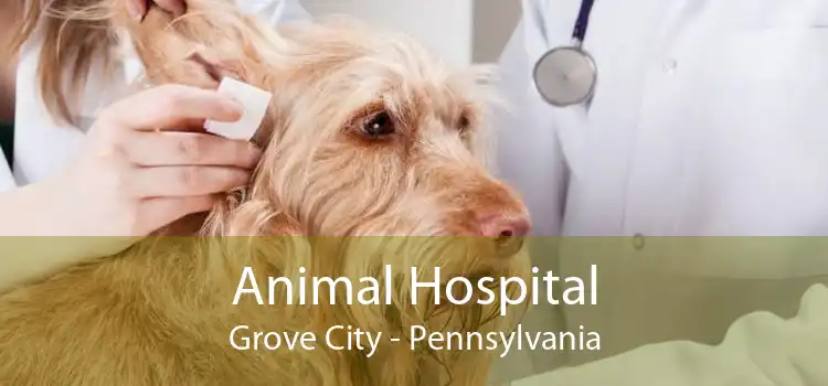 Animal Hospital Grove City - Pennsylvania
