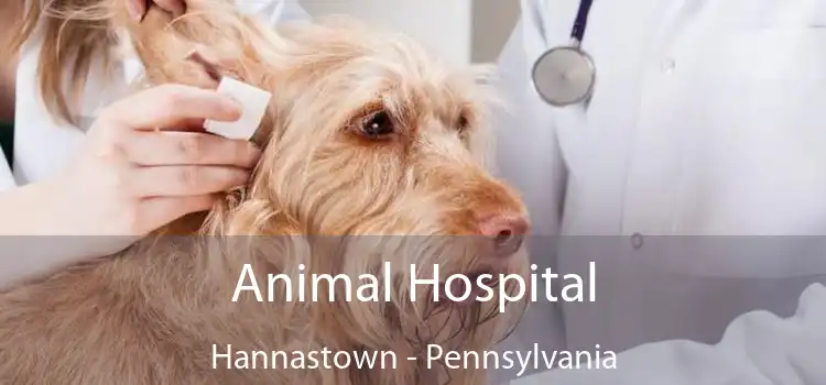 Animal Hospital Hannastown - Pennsylvania