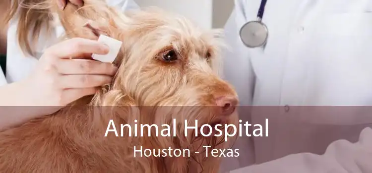 Animal Hospital Houston - Texas