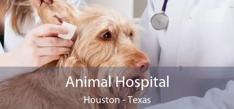 Animal Hospital Houston - Texas