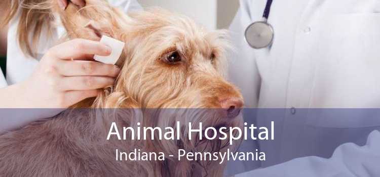 Animal Hospital Indiana - Pennsylvania