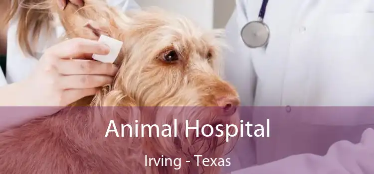 Animal Hospital Irving - Texas