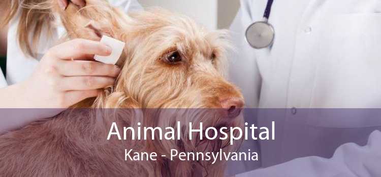 Animal Hospital Kane - Pennsylvania