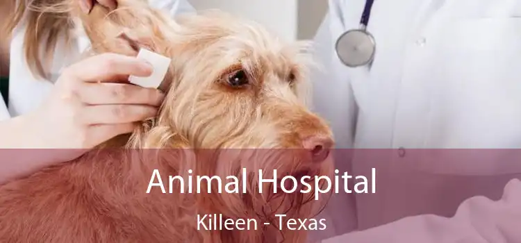 Animal Hospital Killeen - Texas