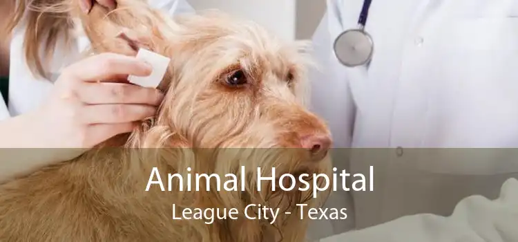 Animal Hospital League City - Texas