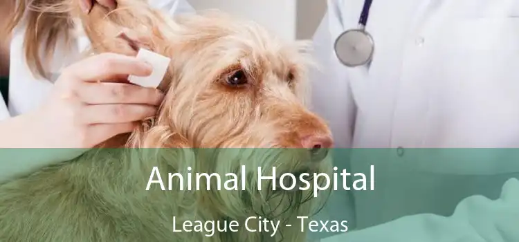 Animal Hospital League City - Texas