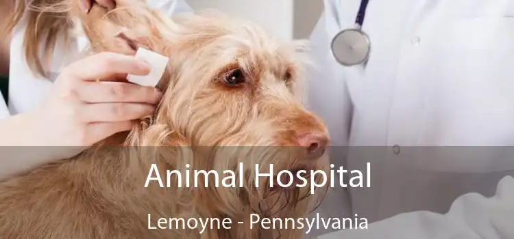 Animal Hospital Lemoyne - Pennsylvania