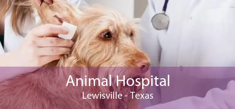 Animal Hospital Lewisville - Texas