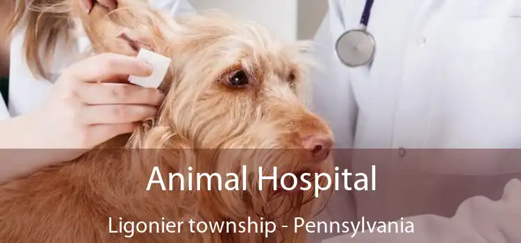 Animal Hospital Ligonier township - Pennsylvania