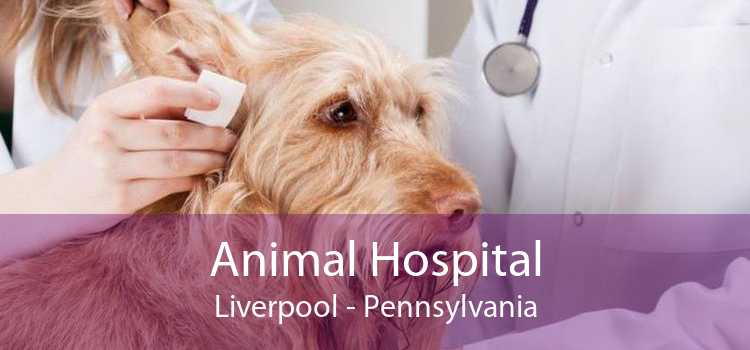 Animal Hospital Liverpool - Pennsylvania