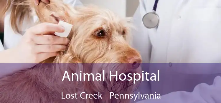 Animal Hospital Lost Creek - Pennsylvania