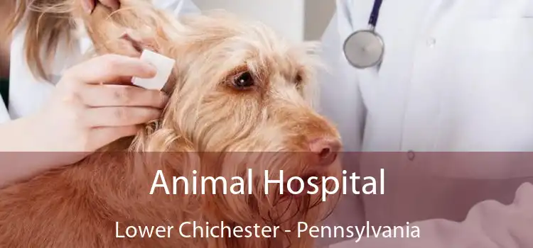 Animal Hospital Lower Chichester - Pennsylvania