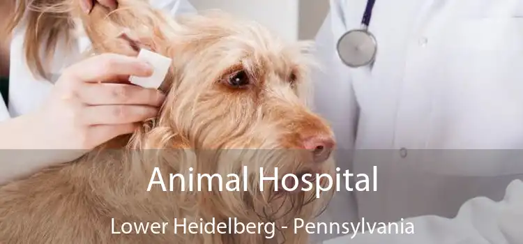 Animal Hospital Lower Heidelberg - Pennsylvania