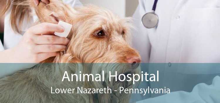 Animal Hospital Lower Nazareth - Pennsylvania