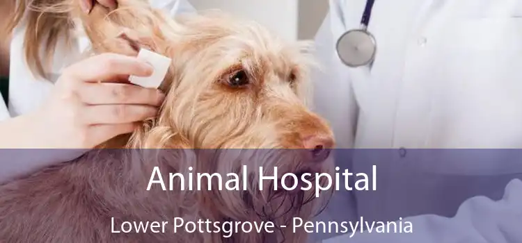 Animal Hospital Lower Pottsgrove - Pennsylvania