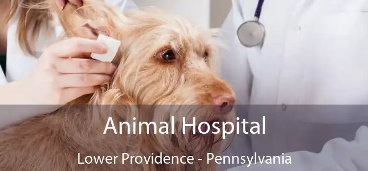 Animal Hospital Lower Providence - Pennsylvania