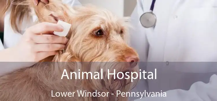 Animal Hospital Lower Windsor - Pennsylvania