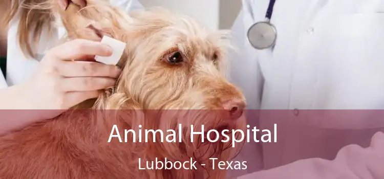 Animal Hospital Lubbock - Texas