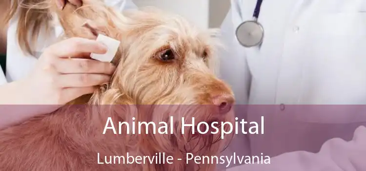 Animal Hospital Lumberville - Pennsylvania
