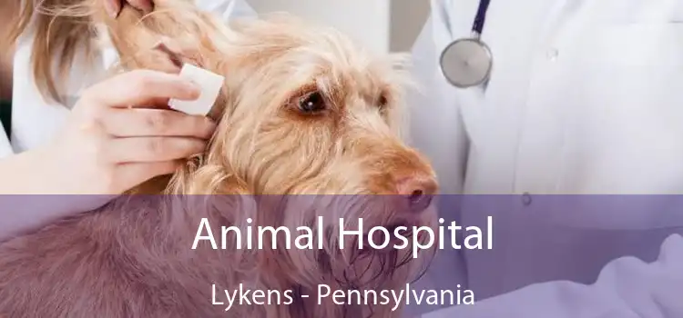 Animal Hospital Lykens - Pennsylvania