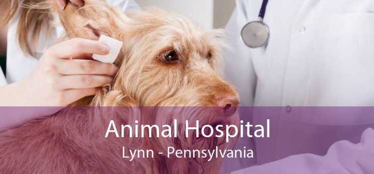 Animal Hospital Lynn - Pennsylvania