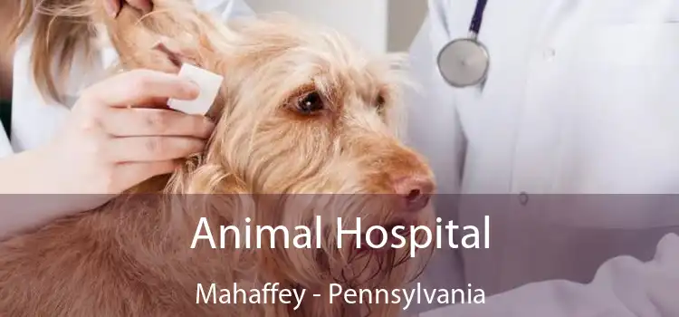 Animal Hospital Mahaffey - Pennsylvania