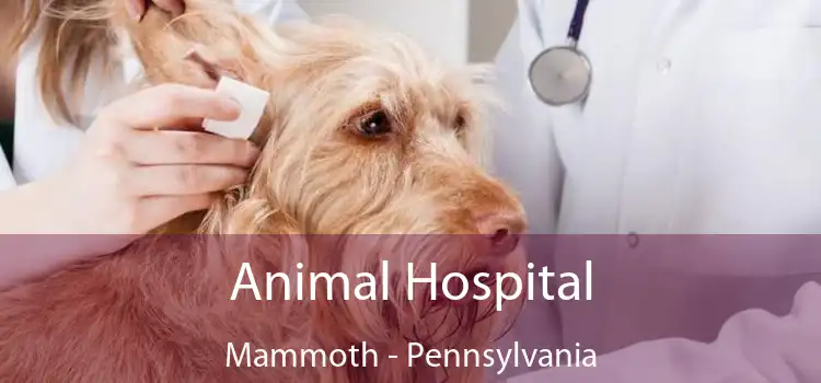 Animal Hospital Mammoth - Pennsylvania