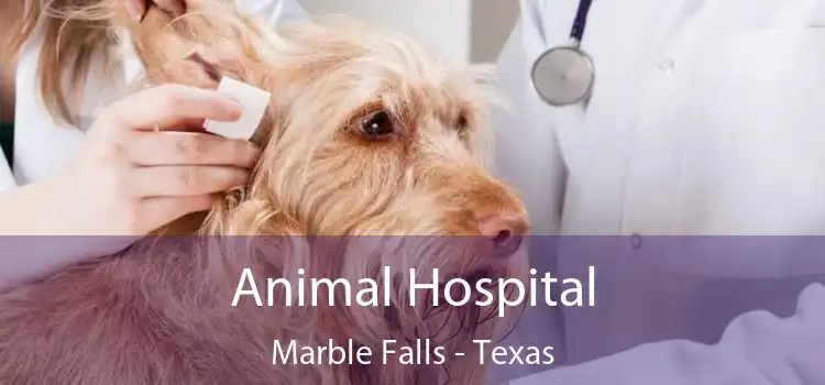 Animal Hospital Marble Falls - Texas