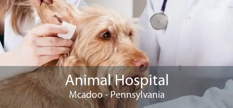 Animal Hospital Mcadoo - Pennsylvania