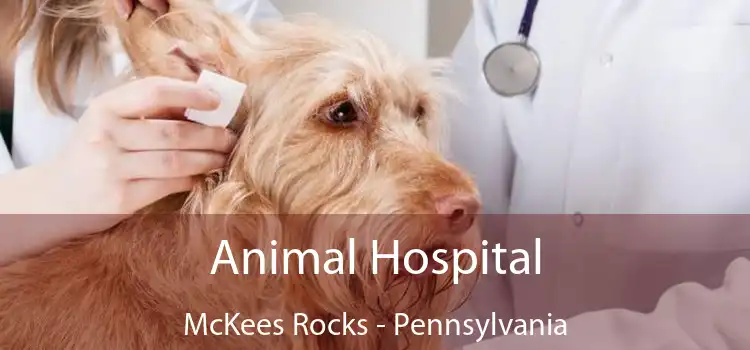Animal Hospital McKees Rocks - Pennsylvania