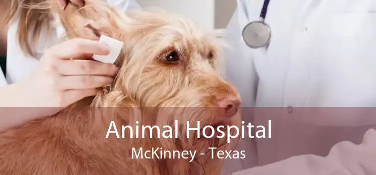 Animal Hospital McKinney - Texas