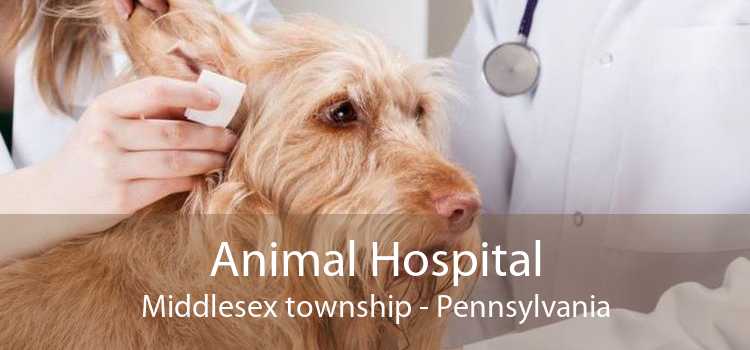 Animal Hospital Middlesex township - Pennsylvania
