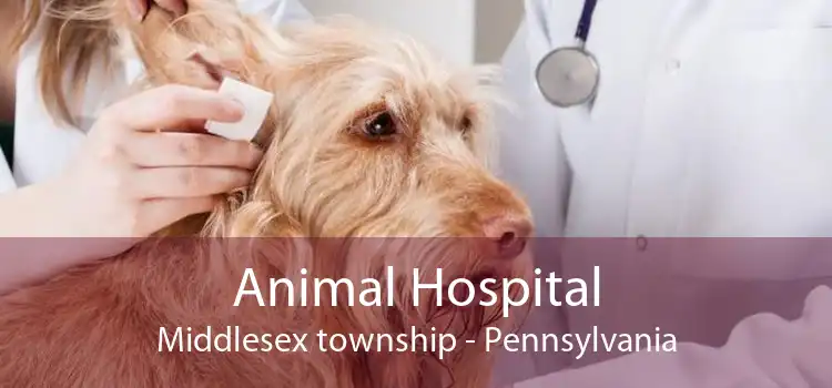 Animal Hospital Middlesex township - Pennsylvania