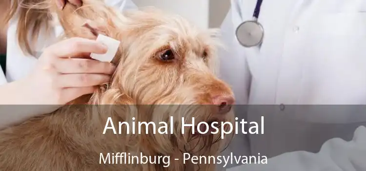 Animal Hospital Mifflinburg - Pennsylvania