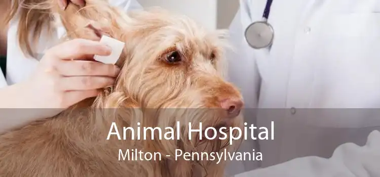 Animal Hospital Milton - Pennsylvania