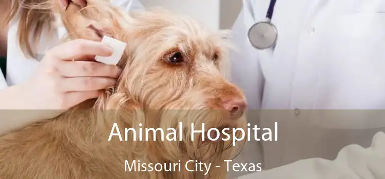 Animal Hospital Missouri City - Texas