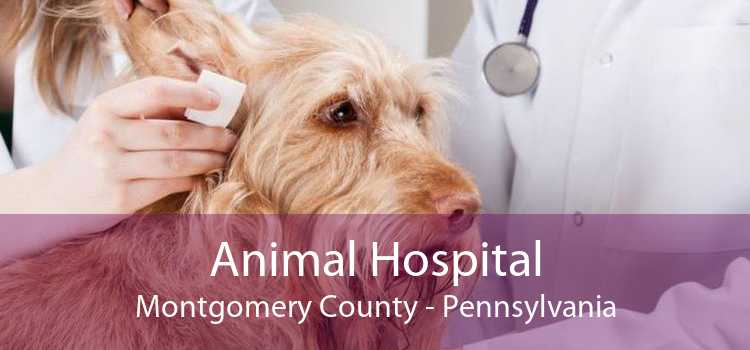 Animal Hospital Montgomery County - Pennsylvania