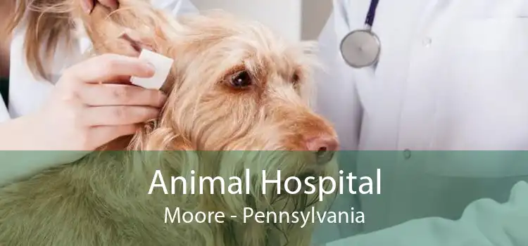 Animal Hospital Moore - Pennsylvania