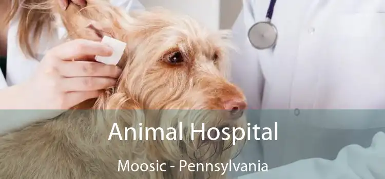 Animal Hospital Moosic - Pennsylvania
