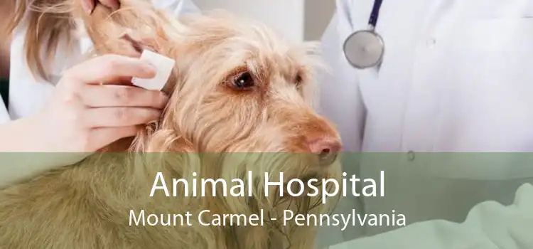 Animal Hospital Mount Carmel - Pennsylvania