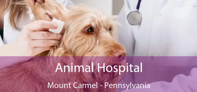 Animal Hospital Mount Carmel - Pennsylvania