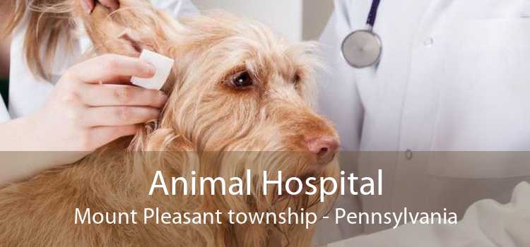 Animal Hospital Mount Pleasant township - Pennsylvania