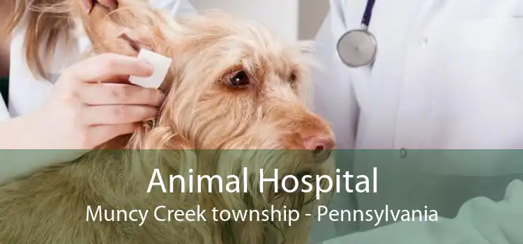 Animal Hospital Muncy Creek township - Pennsylvania