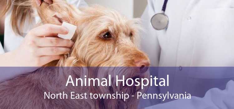 Animal Hospital North East township - Pennsylvania