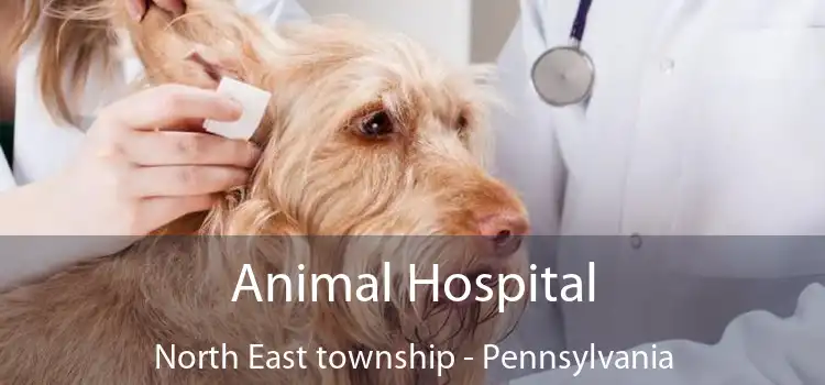Animal Hospital North East township - Pennsylvania