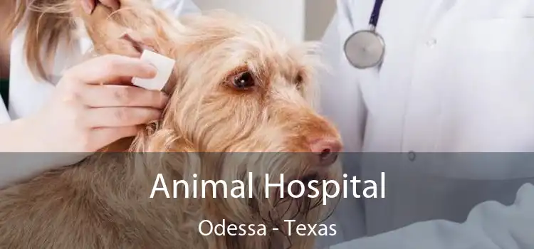 Animal Hospital Odessa - Texas