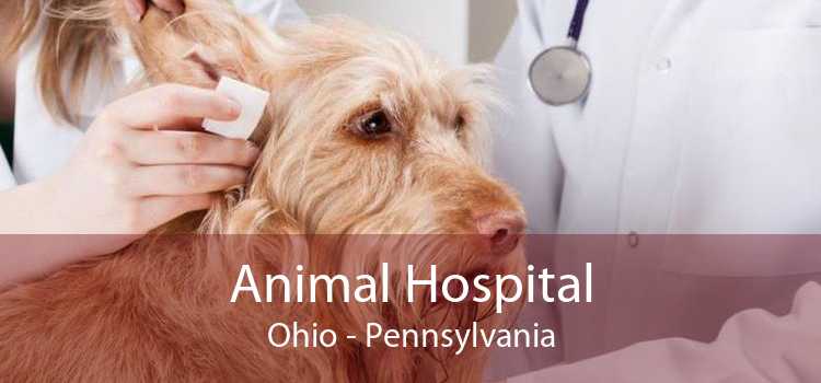 Animal Hospital Ohio - Pennsylvania