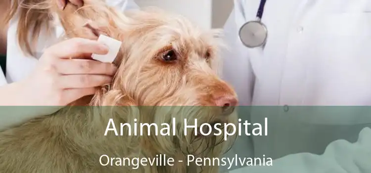 Animal Hospital Orangeville - Pennsylvania