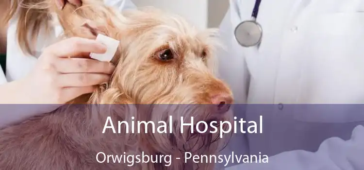Animal Hospital Orwigsburg - Pennsylvania