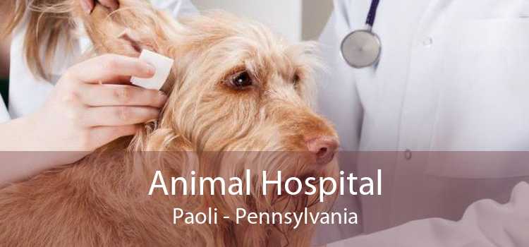 Animal Hospital Paoli - Pennsylvania